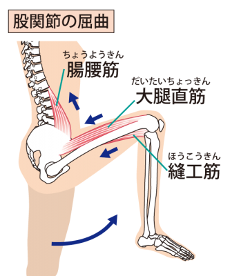 ひざ 膝 痛 症状の根本的な改善方法 亀岡市の整体は肩こりや腰痛の改善実績が豊富な有楽健康整体院