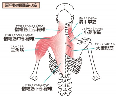 背中のこり 痛み 症状の根本的な改善方法 亀岡市の整体は肩こりや腰痛の改善実績が豊富な有楽健康整体院