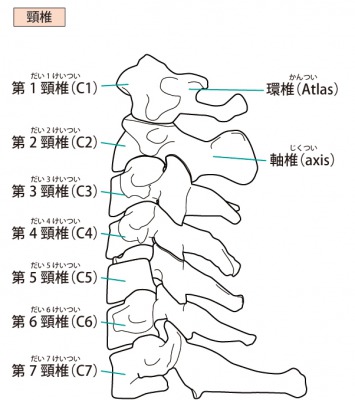 頚椎模型イラスト.jpg